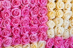 White Rose