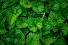 Violet Leaves Plus
