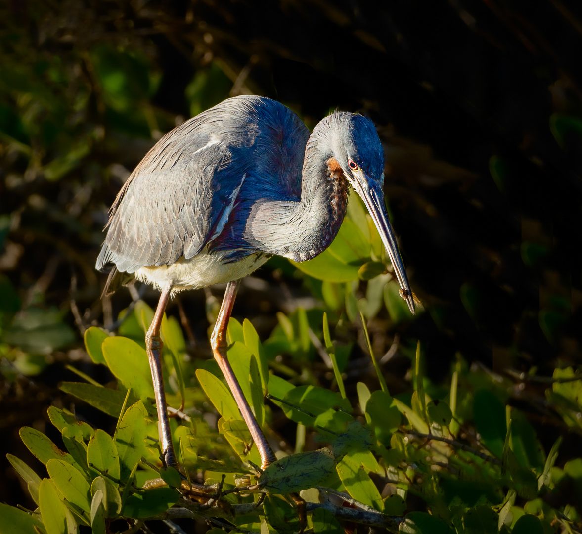Tricolorred Heron with Prey 5