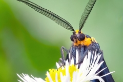 Ctenucha Moth Nectaring