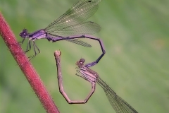 Violet Dancer Damselflies Mating