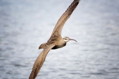 Whimbrel