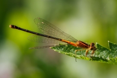 Astern Forktail Damselfly with Prey