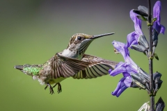 Female Ruby Throated Hummingbird