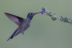 Blue Throated Mountain Gem