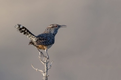 Cactus Wren