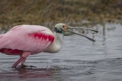 Roseate Spoonbill