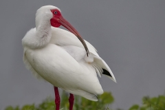 White Ibis Pruning