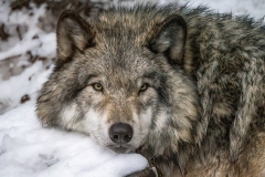 Grey Wolf
