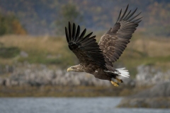 Norwegian Sea Eagle