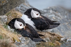 Puffins Sheltering