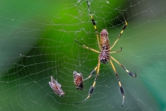 Golden Silk Orb Weaver & Prey