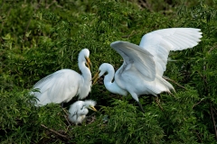 Great Egrets and Chick