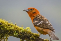 Flame Coloured Tanager