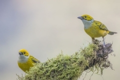 Silver Throated Tanagers