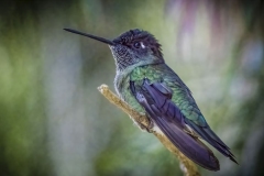 Talamanca Hummingbird