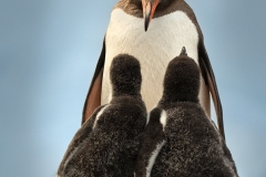 Penguin Chicks Looking to Eat