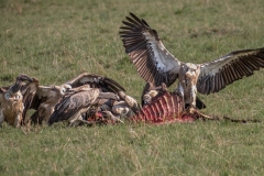 Vultures - Nature's Cleanup Crew