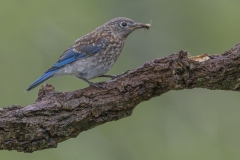 Eastern Bluebird with Prey