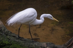 Gerat Egret 5