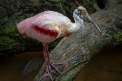 Roseate Spoonbill 5
