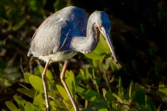 Tricolorred Heron with Prey 5