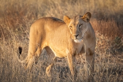 Lioness Stalking Her Prey