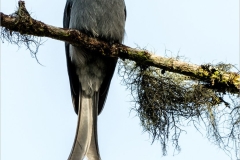 Ashy Drongo