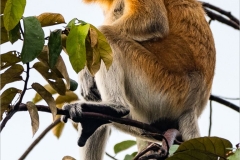 Proboscis Monkey
