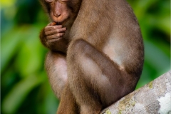 Southern Pig Tailed Macaque