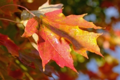 Fall Colours