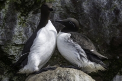 Common Murre Pair