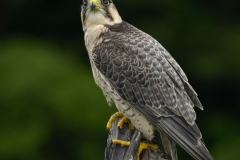 Peregrine Falcon