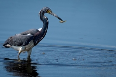 Blue Heron Catch