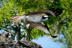 Osprey Mom Leaves Nest
