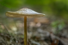 Tiny Mushroom Basking in the Light