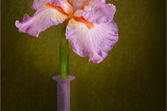 Lavender Whisper