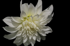 White Dahlia