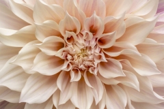 Pink Dahlia