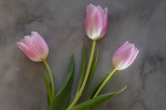 Tulips Kissed by the Sun