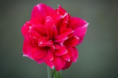 Amaryllis 3