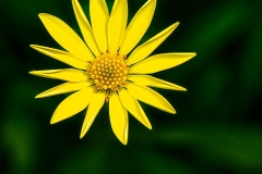 Osteospremun Yellow 3