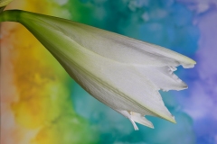 Amaryllis