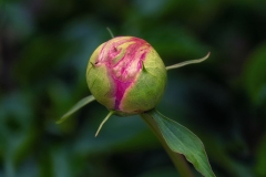 Peony Bud