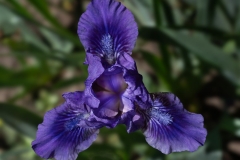 Miniature Dwarf Bearded Iris