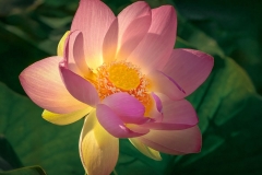 Early Morning Lotus