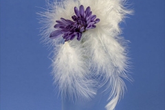 Feathered Beauty