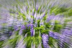 Lupines