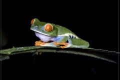 Red Eyed Tree Frog