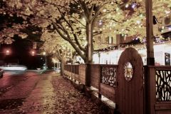 Golden Summer Street